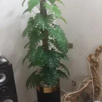 گل برگ انجیری