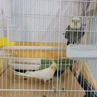 عروس هلندی یک جفت سالم و کشیده|پرنده|پاکدشت, پاکدشت (مامازند)|دیوار