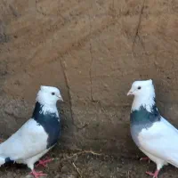 یک جفت کبوتر طوقی|پرنده|سرپل ذهاب, |دیوار