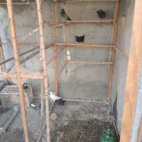 قفس چوبی کبوتر|لوازم جانبی حیوانات|کیاکلا, |دیوار