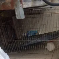 قفس قناری