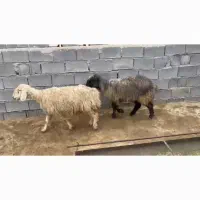 میش|حیوانات مزرعه|یاسوج, |دیوار