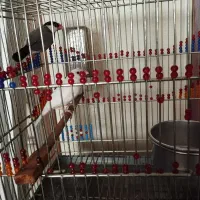 فنچ نرگسی|پرنده|گنبد کاووس, |دیوار