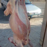 قصاب وکشتارگاو گوسفندگوسال بصورت شبانه روز