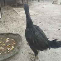 جوجه لاری اصل