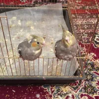 عروس هلندی