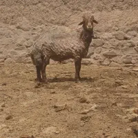 بره نره همو