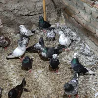 کبوترتک پر