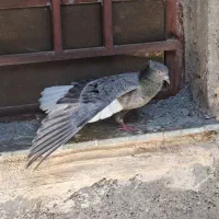 دمسفید شکلاتی