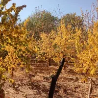 یک قطعه باغ به متراژ ۵۸۰ متر در روستای فردو