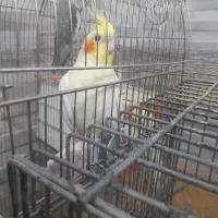 عروس هلندی جفت مولد وجوجه