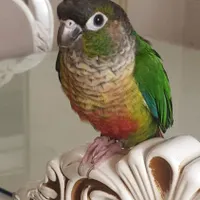 گمشده گرینچیک سبز تیره