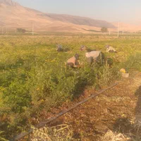 سرکارگر امور کشاورزی انبار سرد خانه آقای سنجابی|خدمات باغبانی و درختکاری|کرمانشاه, |دیوار