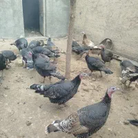 بوقلمون‌محلی‌ماده|حیوانات مزرعه|قیدار, |دیوار