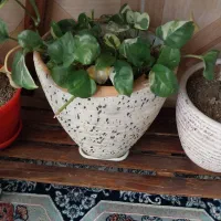 گل کاج مطبق سانسوریا دراسنا برگ انجیلی پتوس ارتشی|گل و گیاه طبیعی|اسلامشهر, شهرک محمدیه|دیوار