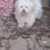 سگ پاکوتاه زبون فهم