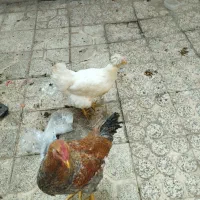 مرغ نیمچه بوقلمون|حیوانات مزرعه|تهران, سلسبیل شمالی|دیوار