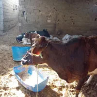 گاو وگوساله نر|حیوانات مزرعه|شادگان, |دیوار