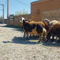 میش پلنگی و افشار مایه کرده