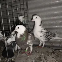 کبوتر پرشی|پرنده|تهران, جوادیه|دیوار