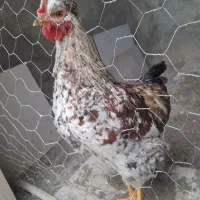 خروس|حیوانات مزرعه|شهرکرد, |دیوار