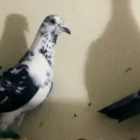 کبوتر بزک|پرنده|نیشابور, بلوار گلها|دیوار