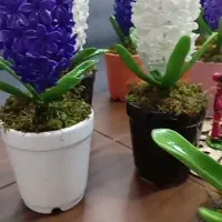 هفت سین گل سنبل عمده و تک