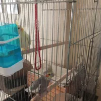 عروس هلندی جفت|پرنده|تهران, طیب|دیوار