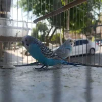مرغ عشق