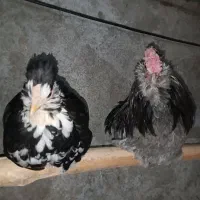 مرغ و خروس گلین فول|حیوانات مزرعه|نیریز, |دیوار