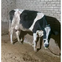 گاو شیری جوان با بز یا گوسفند داشتی معاوضه دارم
