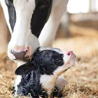 فروش گاو شیری هلشتاین اصیل|حیوانات مزرعه|خرمدره, |دیوار