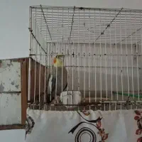 یک جفت عروس هلندی