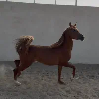 اسب دوسر عرب