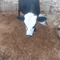 گاو و گوساله نر|حیوانات مزرعه|دهدشت, |دیوار