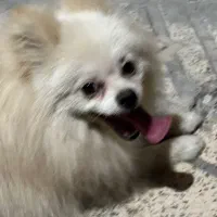 پامرانین|سگ|بندرعباس, |دیوار