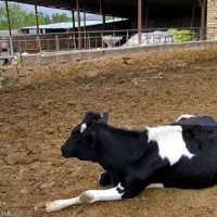 گاوداری صنعتی جیرفت|فروش دفتر صنعتی، کشاورزی، تجاری|کرمان, |دیوار