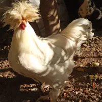 خروس جوان و سالم