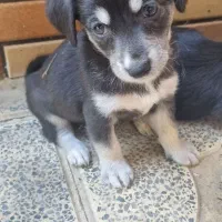 واگذاری رایگان توله دو ماهه ماده و مادر یک ساله