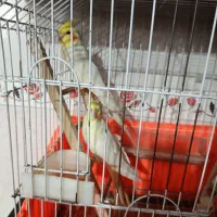 پرندگان|پرنده|کیاشهر, |دیوار