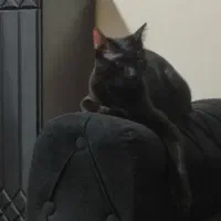 واگذاری رایگان گربه|گربه|تهران, مینای شمالی (مخبر)|دیوار