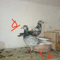 کفتر پلاکی جفتی و نر پرشی شیراز سپیدان