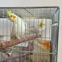 جفت عروس هلندی