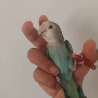 تخت متحرک|تخت و صندلی بچه|تربت جام, جلگه موسی آباد|دیوار