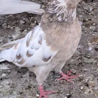 گمشده