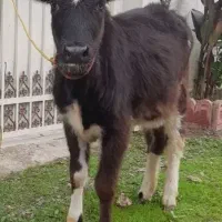 لیشه گاودورگ ۵ماهه خوش خوراک وسلامت