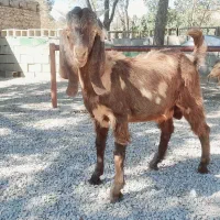 کهره ی نژدی  پازنی|حیوانات مزرعه|دهدشت, |دیوار