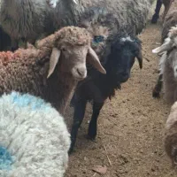 گوسفند زنده جهت عقیقه قربانی ارسال درب منزل باقصاب|حیوانات مزرعه|مشهد, نوید|دیوار