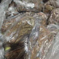 تنبک جاسکی تند