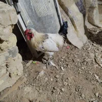 خروس چهل تاج درشت